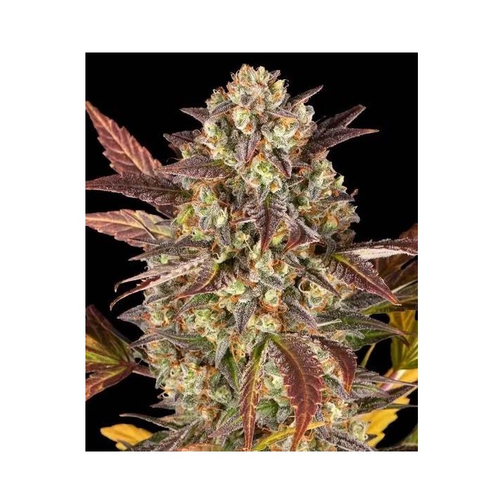 Amnesia Haze Auto | Barney's Farm