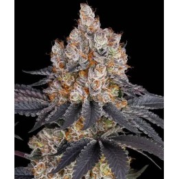 Gelato Barney's | Barney's Farm