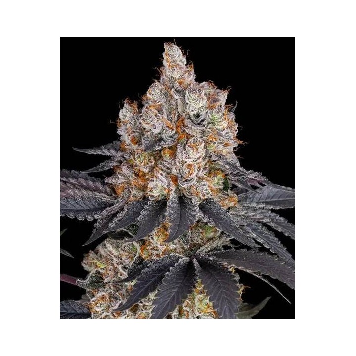Gelato Barney's | Barney's Farm