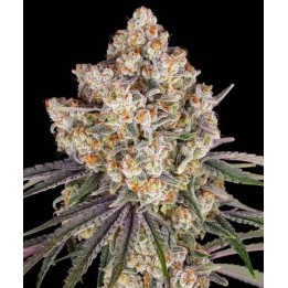 Ice Cream Cake | Barney's Farm