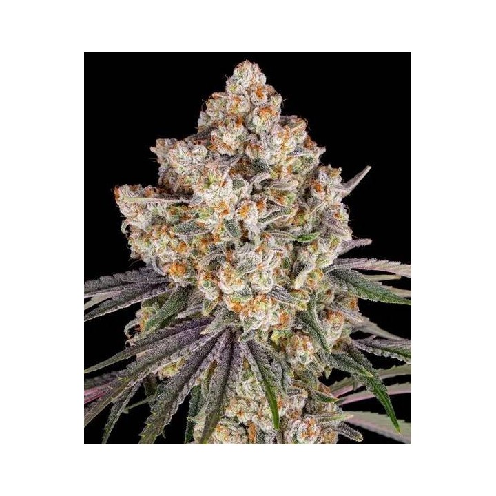 Ice Cream Cake | Barney's Farm