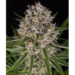 Lemon Haze Auto | Barney's Farm