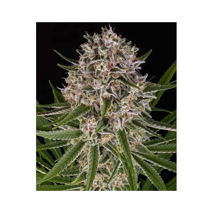 Lemon Haze Auto | Barney's Farm