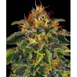 Moby Dick | Barney's Farm