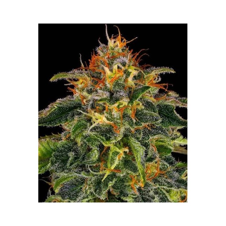 Moby Dick | Barney's Farm