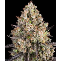 Og Kush Auto | Barney's Farm