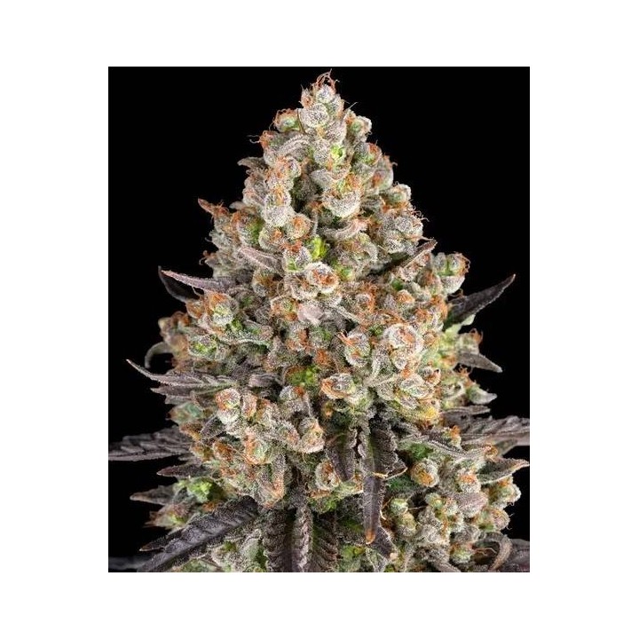 Og Kush Auto | Barney's Farm
