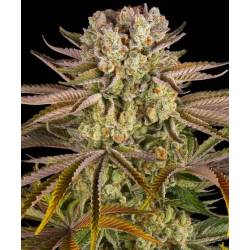Pineapple Expres Feminizada de Barneys farm