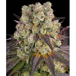 Purple Punch X Lemon Drizzle | Barney's Farm