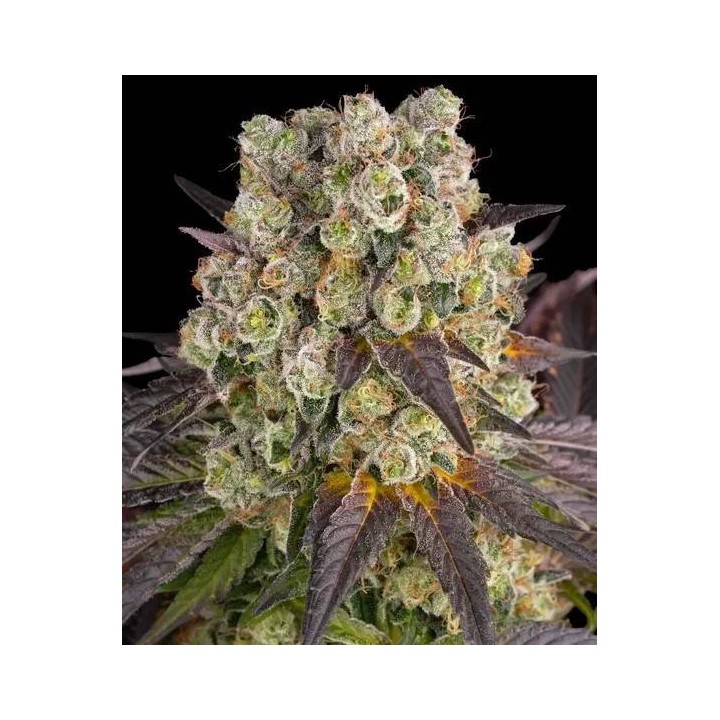 Purple Punch X Lemon Drizzle | Barney's Farm