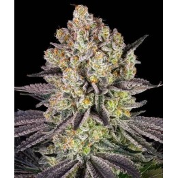 Runtz | Barney's Farm
