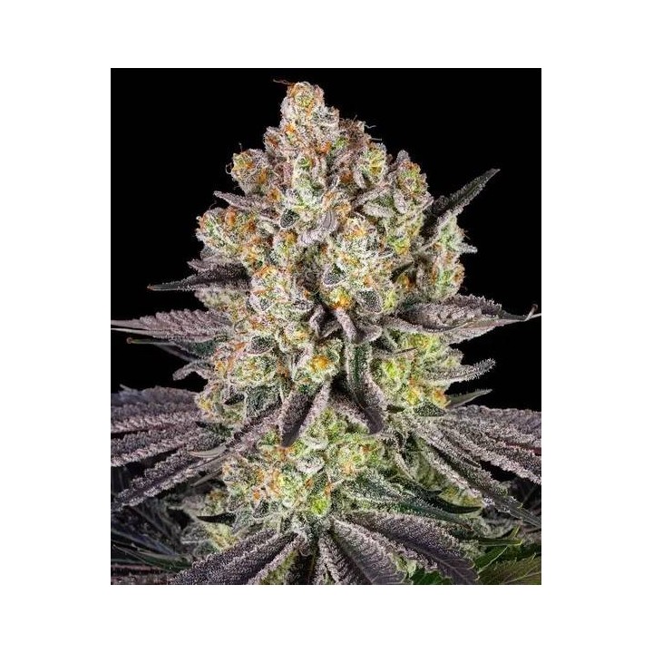 Runtz Auto | Barney's Farm