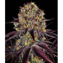 Runtz X Layer Cake | Barney's Farm