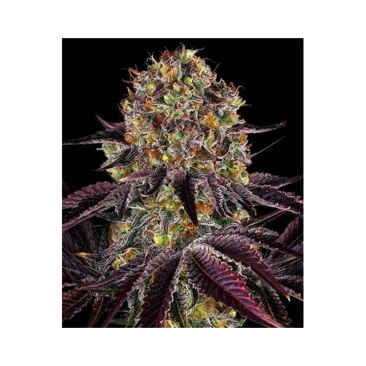 Runtz X Layer Cake | Barney's Farm