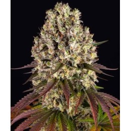 Sour Diesel Auto | Barney's Farm