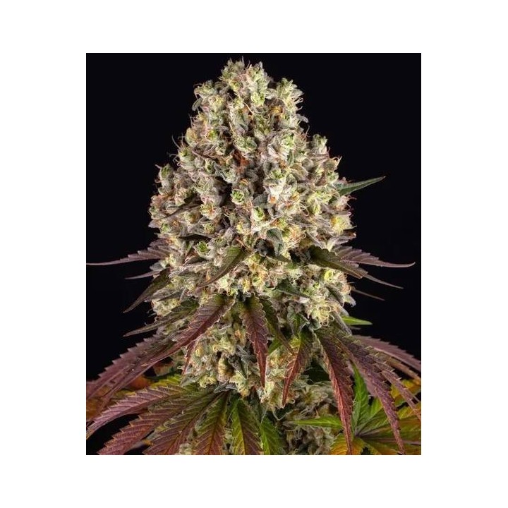 Sour Diesel Auto | Barney's Farm