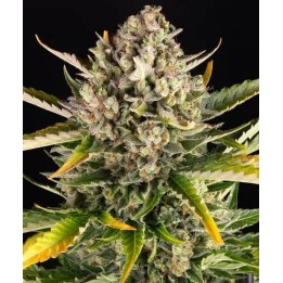 Strawberry Cheesecake Auto | Barney's Farm