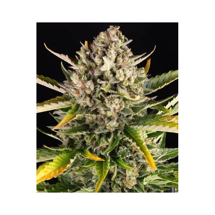 Strawberry Cheesecake Auto | Barney's Farm