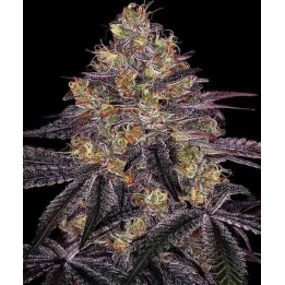 Watermelon Zkittlez | Barney's Farm