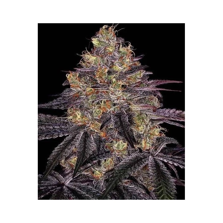 Watermelon Zkittlez Auto | Barney's Farm