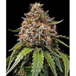 White Widow XXL Auto | Barney's Farm