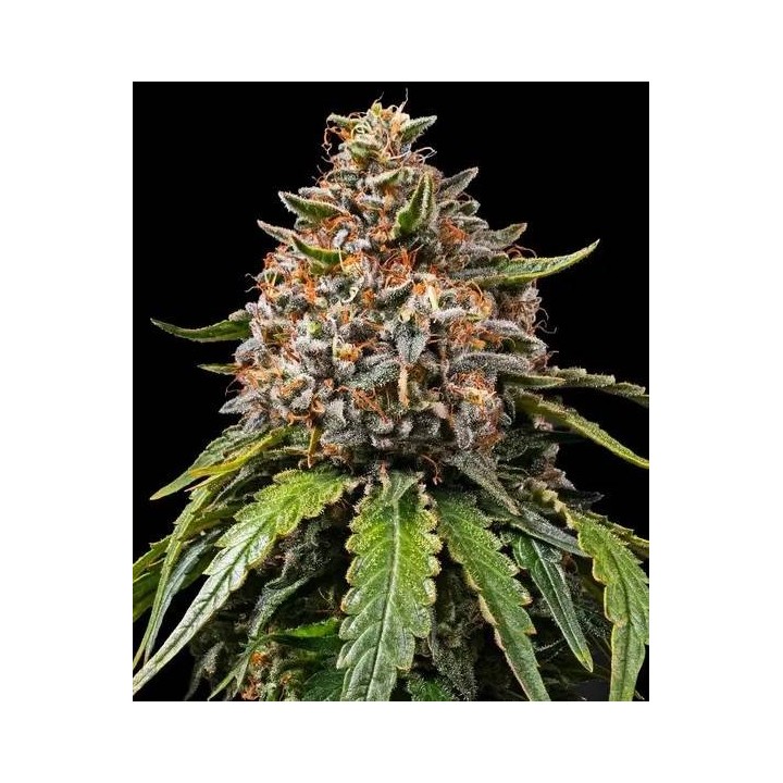 White Widow XXL Auto | Barney's Farm