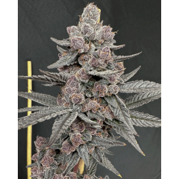 Sinferno Feminizada | Solfire Gardens | Semillas
