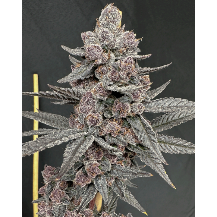 Sinferno Feminizada | Solfire Gardens | Semillas