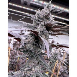 Lung Buster Feminizada | Solfire Gardens