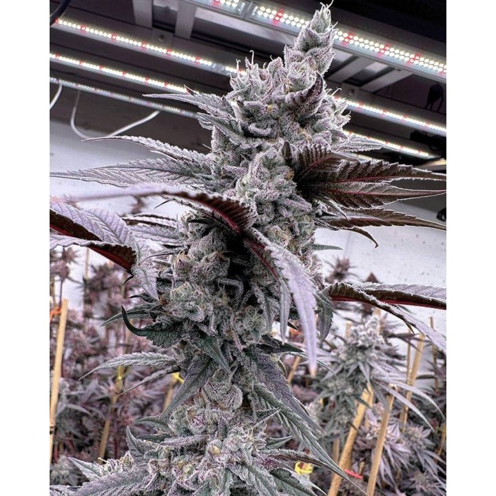 Lung Buster Feminizada | Solfire Gardens