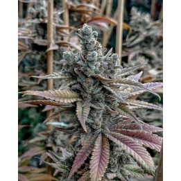 Lemon Elixir Feminizada | Solfire Gardens