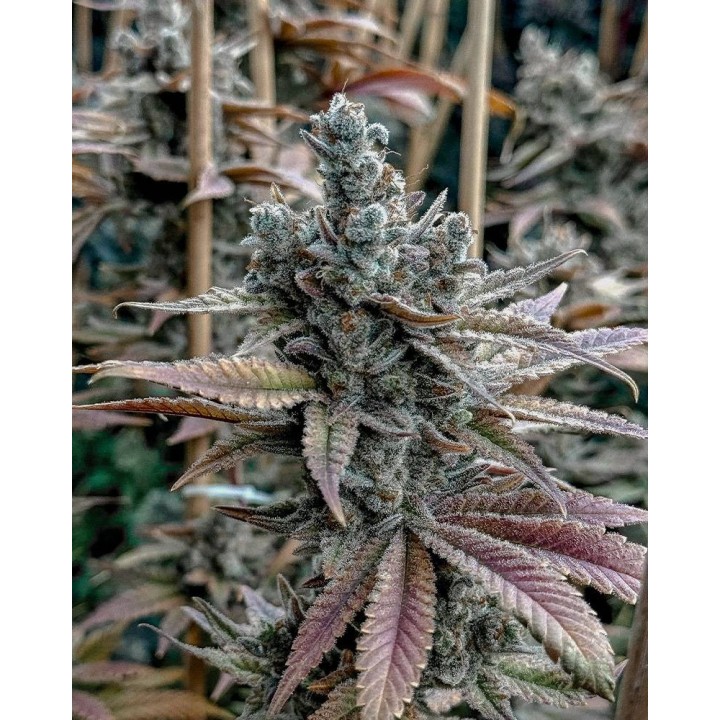 Lemon Elixir Feminizada | Solfire Gardens