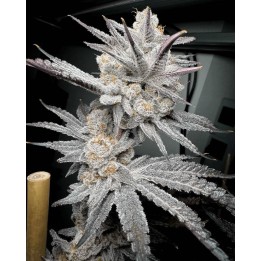 Trich Beast Feminizada | Solfire Gardens