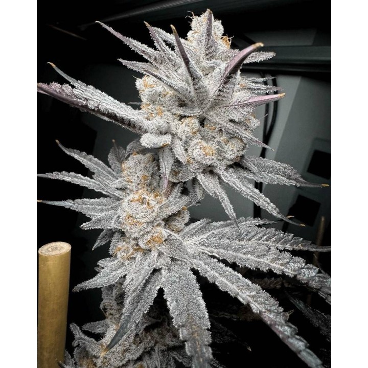 Trich Beast Feminizada | Solfire Gardens
