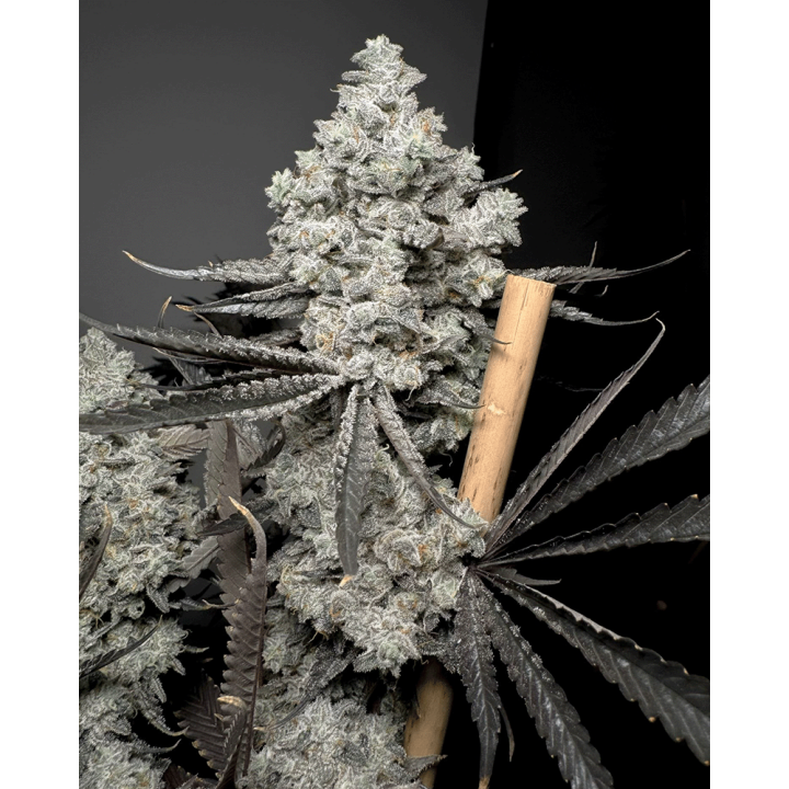 Barf Breath Feminizada | Solfire Gardens