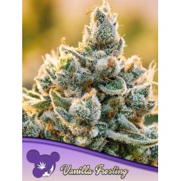 Vainilla Frosting Fem