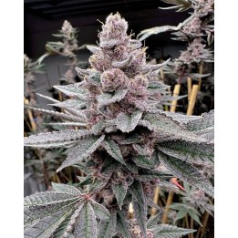 Mami Madness | Solfire Gardens