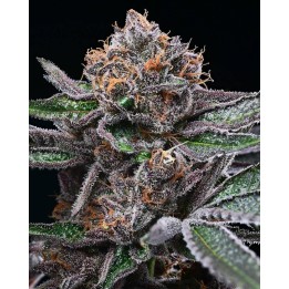 Candy Candy | Cookies Seed Bank