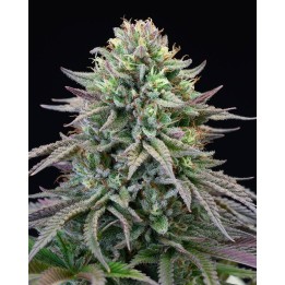 Cherry Cooks | Cookies Seed Bank