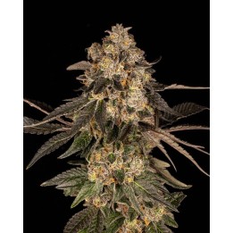 Cherry Fritter | Cookies Seed Bank
