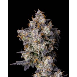 Cherry Zelato | Cookies Seed Bank