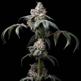 Dirty Diana | Cookies Seed Bank