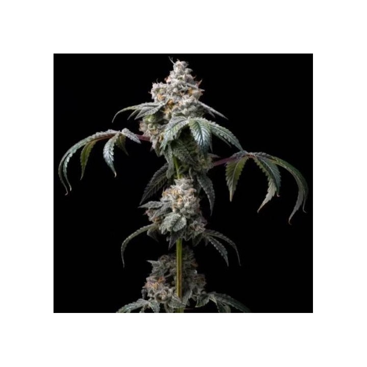 Dirty Diana | Cookies Seed Bank