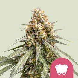 Strawberry Cough RQS | Royal Queen
