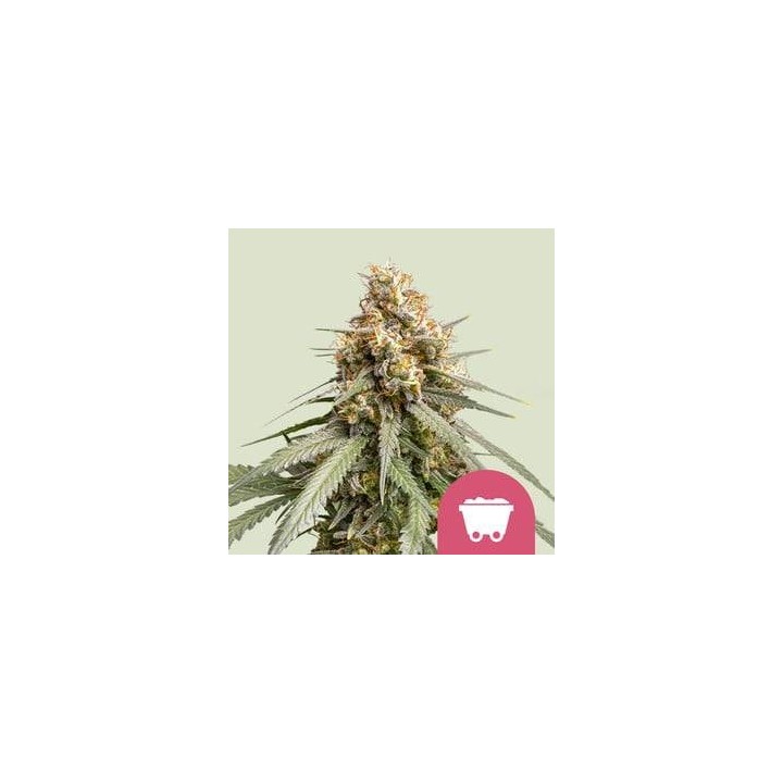 Strawberry Cough RQS | Royal Queen