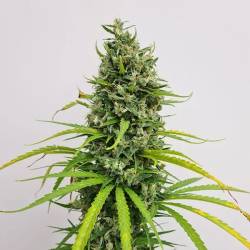 Amnesia Haze Regular 10 Und