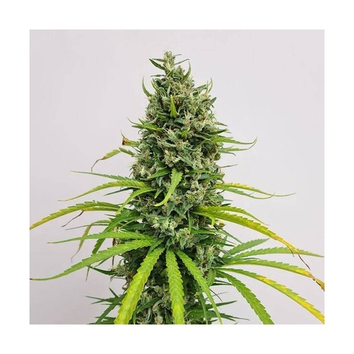 Amnesia Haze Regular 10 und | Royal Queen