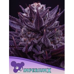 Imperium X | Anesia Seeds