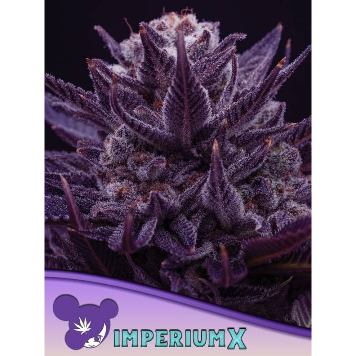 Imperium X | Anesia Seeds