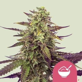 Cereal Milk | Royal Queen